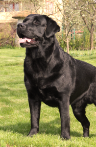 черн красавец