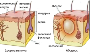 абсцесс у лабрадоров