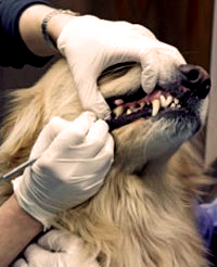 чистка зубного камня у лабрадора