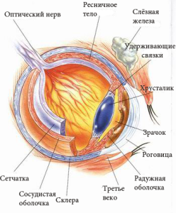 строение глаза лабрадора