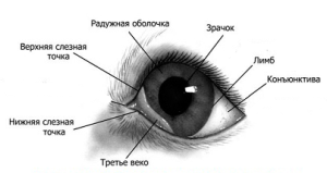 строение конъюнктивы