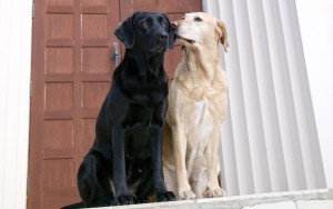dogs