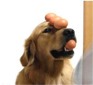 лабр с яйцом
