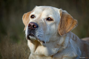 лабрадору 10 лет