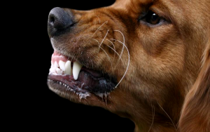 оскал лабрадора