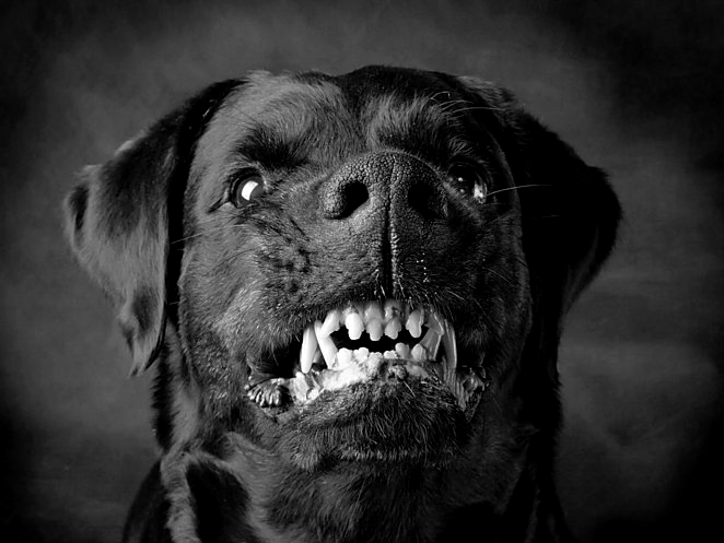 злой лабрадор